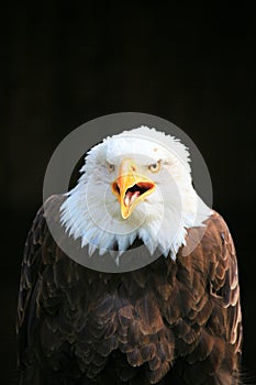 Eagle