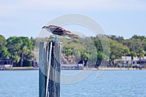 An eagle on an abandoned Speed sign