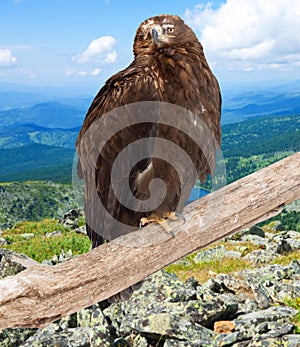 Eagle against wildness background