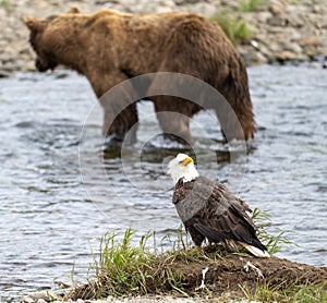 Eagle and Alaskan brown bear