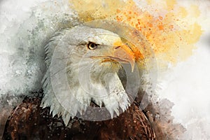 Eagle america bird watercolor painting symbol predator