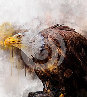 Eagle america bird watercolor painting symbol predator