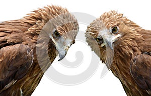 Eagle Aquila clanga