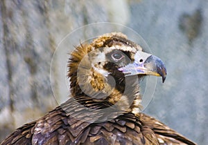 Eagle (Aquila heliaca)