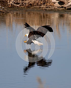 Eagle attack