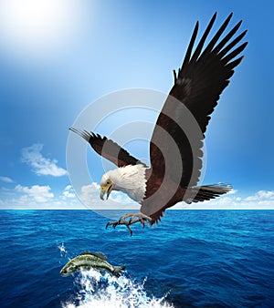 Eagle Attacking a Fish