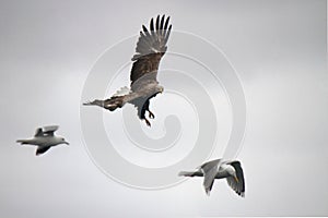 Eagle avoiding a collision with a couple of seagulls