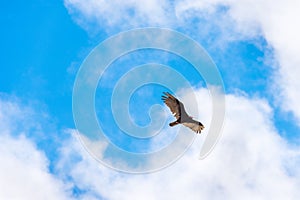 Eagle on a background of blue sky, Trinidad, Sancti Spiritus, Cuba. Copy space for text.