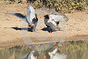 Eagle, Bateleur - African Wild Raptor - Fighting for Water