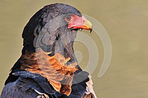 Eagle, Bateleur - Wild Bird Background of Raptor - Africa