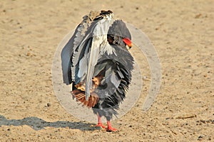 Eagle, Bateleur - Wild Raptor threat display and Background from Africa