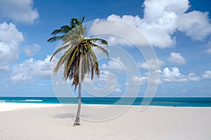 Eagle Beach Aruba, Palm Trees on the shoreline of Eagle Beach in Aruba,