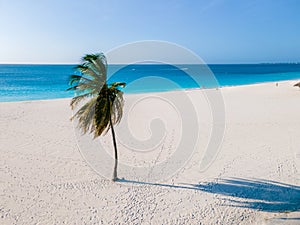 Eagle Beach Aruba, Palm Trees on the shoreline of Eagle Beach in Aruba,