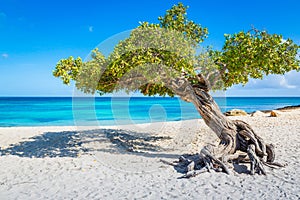 Eagle beach with divi divi tree on Aruba island, Caribbean sea