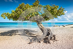 Eagle beach with divi divi tree on Aruba island, Dutch Antilles