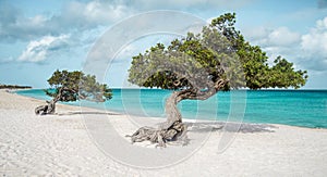 Eagle beach with divi divi trees on Aruba