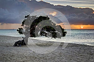One of the Wedding Treets at Eagle Beach at sunset in Aruba