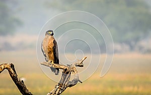 Eagle in beautiful pose