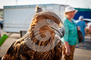 Eagle Berkut in the urban environment. Steppe eagle Golden eagle