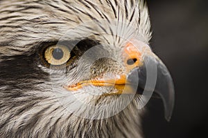 Eagle bird animal portrait