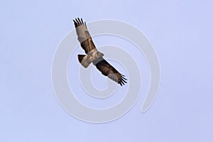 Eagle bird in flight