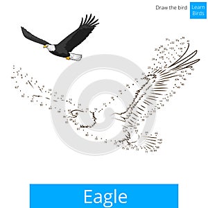 Eagle bird learn to draw vector