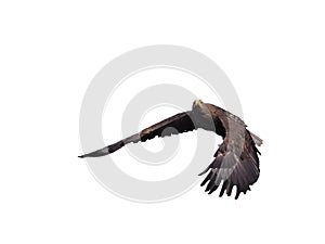 Eagle black flying serious full size isolated