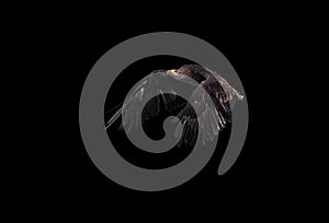 Eagle black flying serious profile isolated at the black