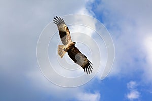 Eagle on a blue sky