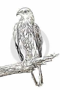 Eagle on the branch portrait digital sketch