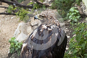 Eagle Buzzard (Buteo rufinus)