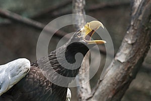 Eagle in a cage with open beak