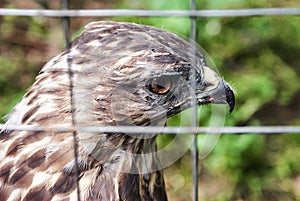 Eagle in a cage. Sad eagle. Sad hawk. Sad bird. Sadness. Eagle in cage. Bird in cage. Captured wildlife.