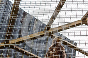 Eagle in a cage. Sad eagle. Sad hawk. Sad bird. Sadness. Eagle i