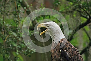 Eagle Call