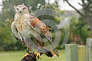 Eagle calmly waiting on handlers gloved hand