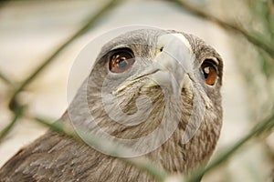 Eagle in captivity