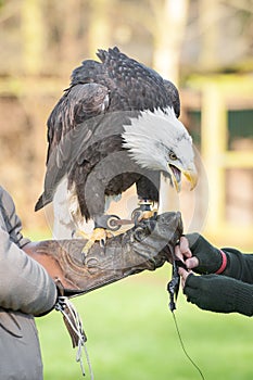 Eagle in captivity