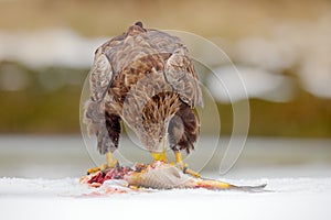 Orol s kaprom. Orol bielochvostý, haliaeetus albicilla, dravý vták s ulovenými rybami v zasneženej zimnej scéne, zviera na ľade