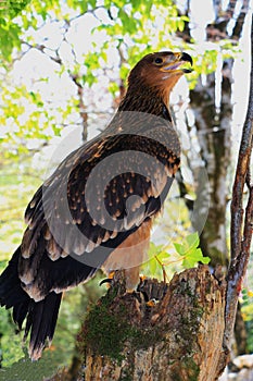 The eagle case in the forest of Oguz distrikt