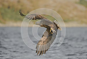 Eagle with Catch.