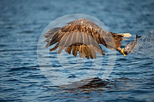 Eagle with Catch.