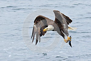 Eagle with Catch of the Day