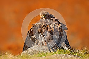 Eagle with catch fox. Golden Eagle, Aquila chrysaetos, bird of prey with kill red fox on stone, photo with blurred orange autumn