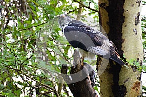 An eagle catching a chicken