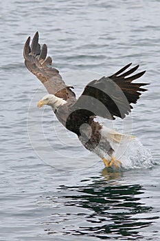 Eagle Catching Fish