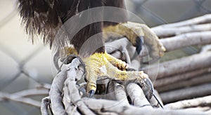 Eagle claw close-up