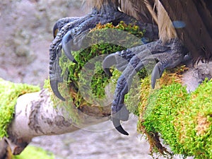 Eagle claws