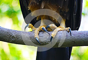 Águila garras 