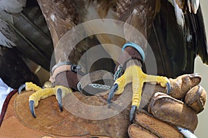 Eagle claws with leather glove